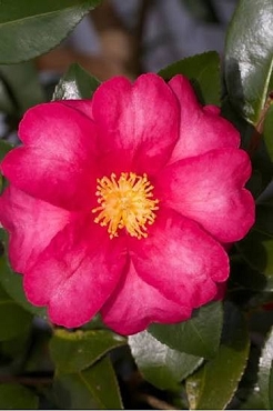 Camellia sasanqua ‘Red Bird’ - Camellia